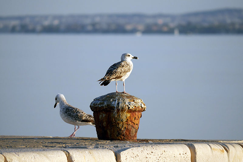 Klikni za ogled večje slike