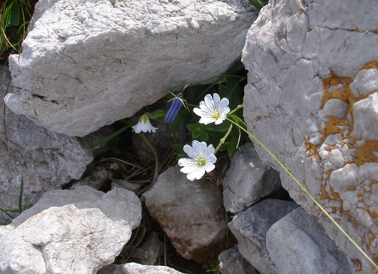 Klikni za ogled večje slike