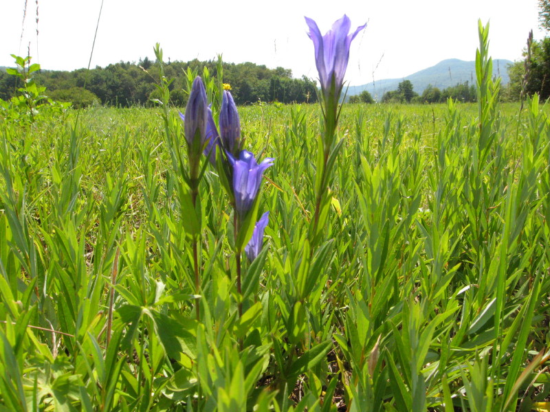 Klikni za ogled večje slike