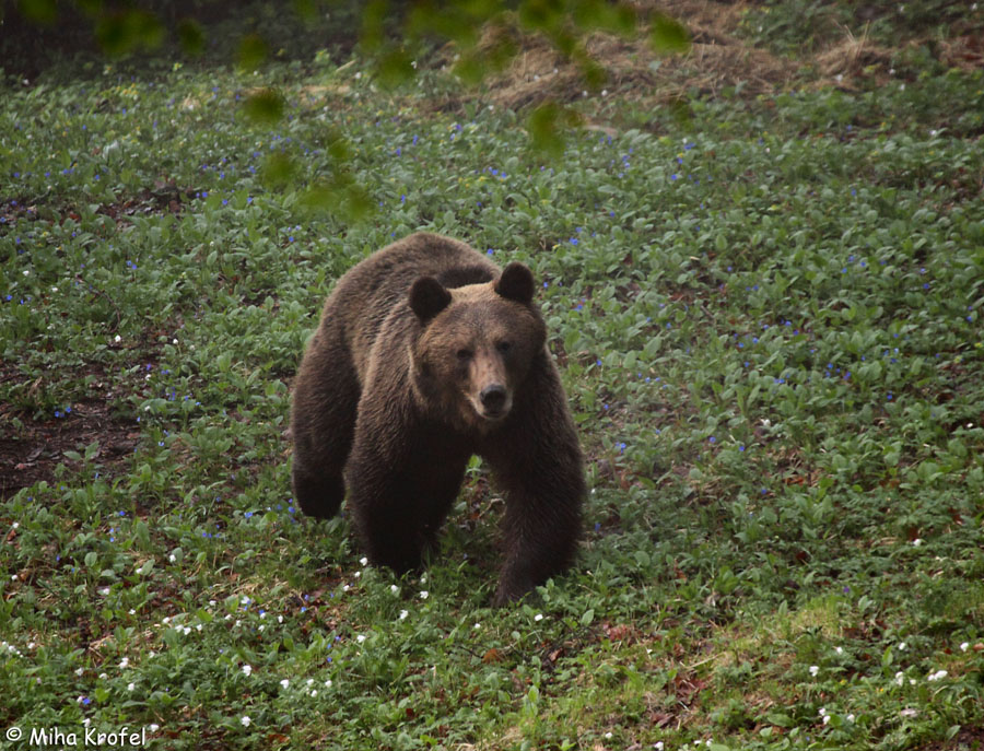 Klikni za ogled večje slike