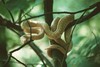 03-18-2 E. longissima (albino)_.jpg