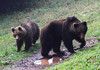 09_04_21 Ursus arctos1-ces__.jpg