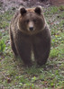 09_04_21 Ursus arctos12-ces__.jpg