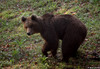 09_04_21 Ursus arctos13-ces__.jpg