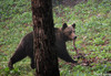 09_04_21 Ursus arctos2-ces__.jpg