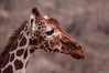 09_07_04 Giraffa camelopardalis reticulata1-ces__.jpg