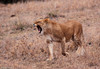 09_07_15 Panthera leo1-ces__.jpg
