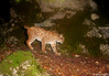 09_11_12 Lynx lynx-ces__.jpg