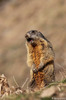11_04_04 Marmota marmota2-ces_.jpg