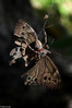 11_07_27 pajek z metuljem-ces__.jpg