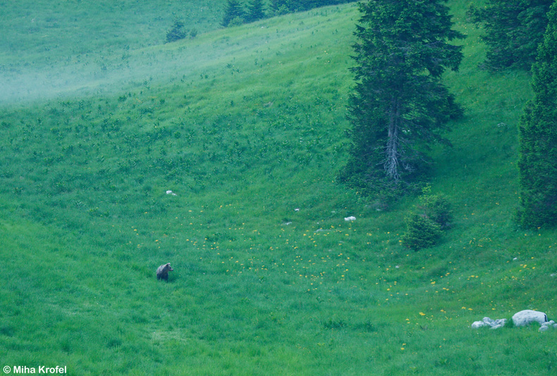 Klikni za ogled večje slike