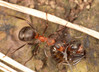 mravlje1.jpg
