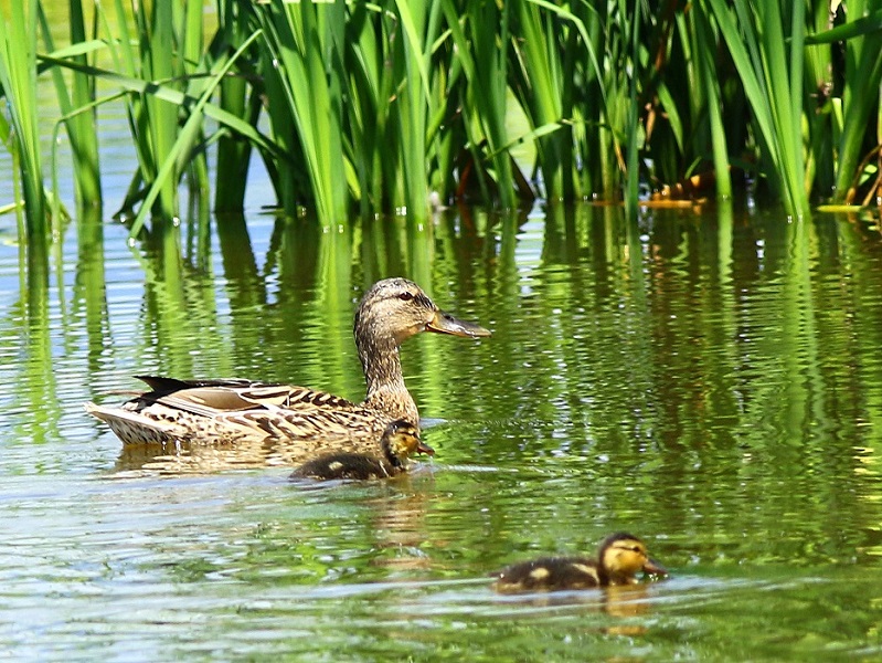 Klikni za ogled večje slike