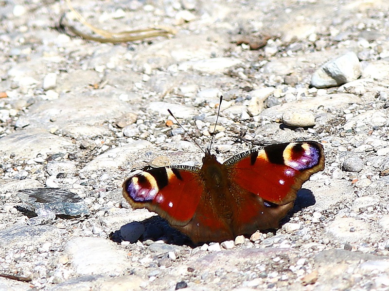 Klikni za ogled večje slike