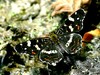 _Koprivov pajcevinar-Araschnia levana_ IMG_4309-1~0.jpg