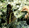 _Koprivov pajcevinar-Araschnia levana_IMG_4304-1.jpg