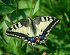 _Lastovicar-Papilio machaon_IMG_2535-1.jpg