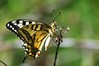 _Lastovicar-Papilio machaon_IMG_7220-5.JPG
