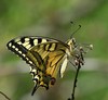 _Lastovicar-Papilio machaon_IMG_7221-2.jpg