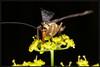 _DSC003215. Navadna škorpijonka (muhe mecoptera kljunavci) .jpg