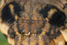 _DSC004581. veliki vinski veščec (Deilephila elpenor) družina (vešci ali somračniki - Sphingidae .jpg