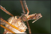 _DSC2116. Tipula oleracea - veliki košeninar.jpg