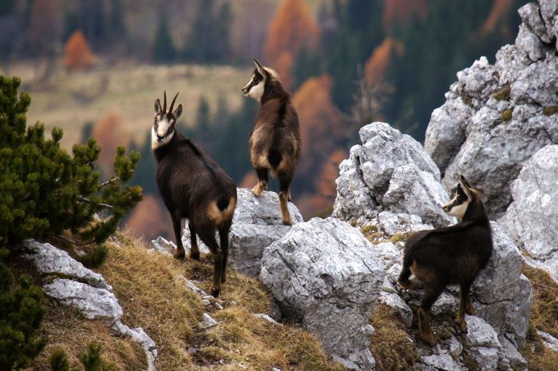 Klikni za ogled večje slike