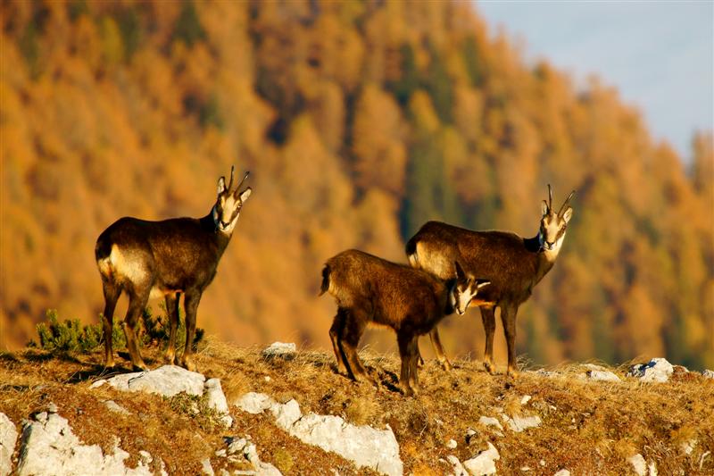 Klikni za ogled večje slike