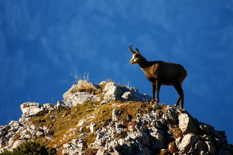 Klikni za ogled večje slike