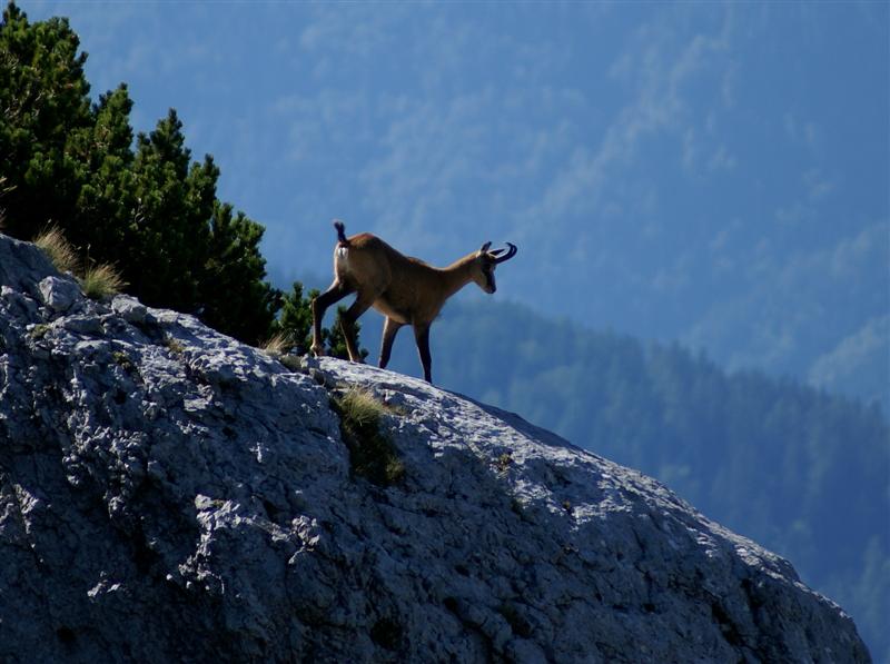 Klikni za ogled večje slike