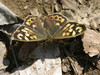 metulj-3.jpg