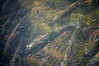 ribe pod ledom-1.jpg