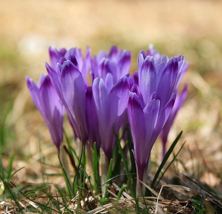 Klikni za ogled večje slike