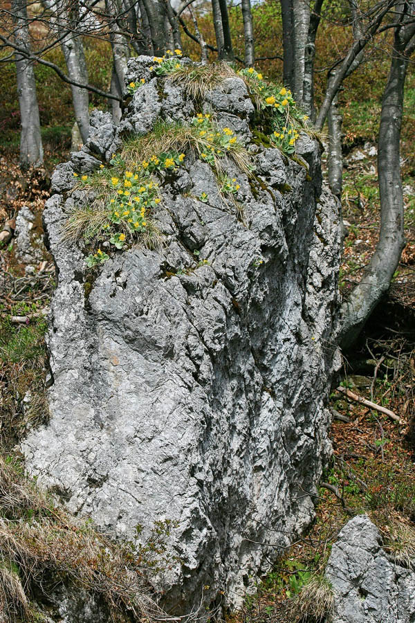 Klikni za ogled večje slike