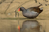 078A7925.JPG celi odsev .CR.1257.jpg
