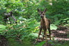 IMG_6576 bambi,947.jpg