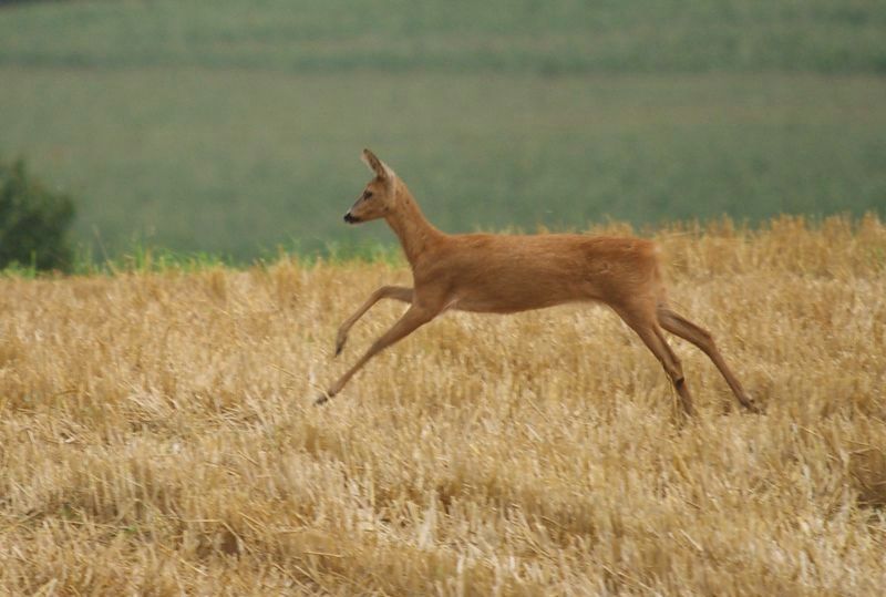 Klikni za ogled večje slike