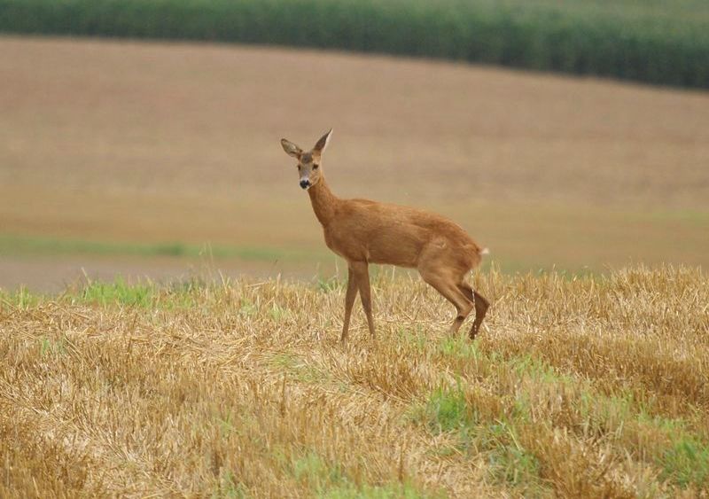 Klikni za ogled večje slike