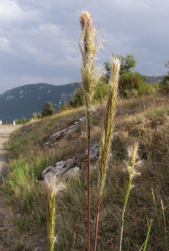 Klikni za ogled večje slike