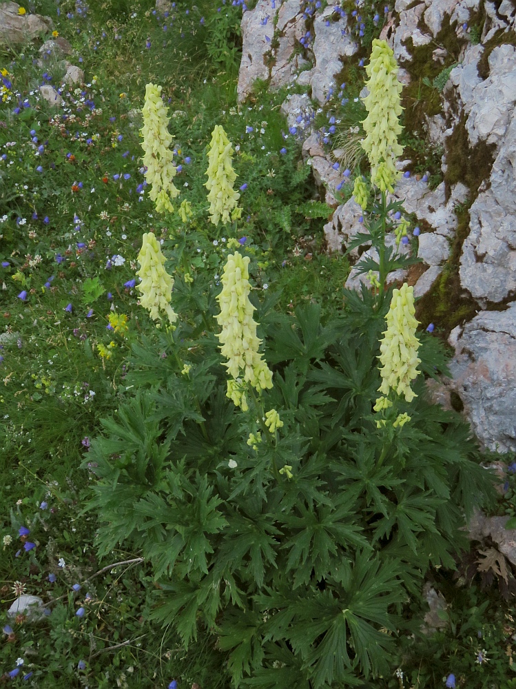 Klikni za ogled večje slike