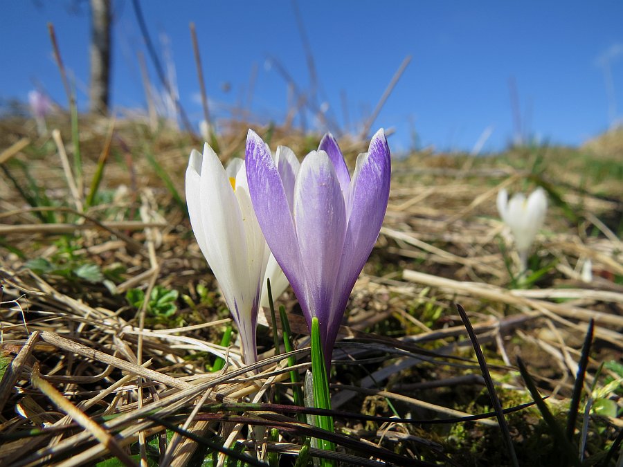 Klikni za ogled večje slike