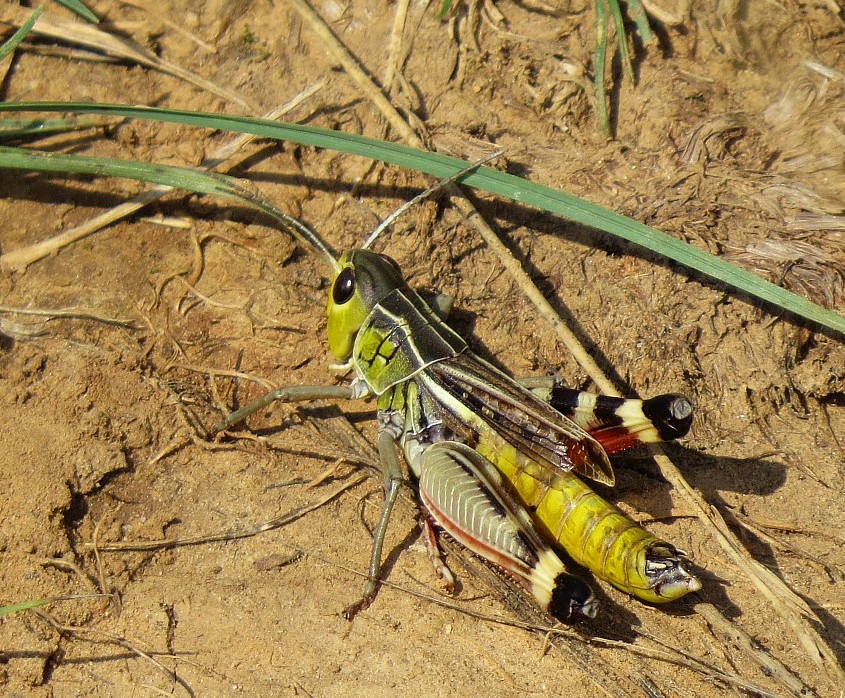 Klikni za ogled večje slike