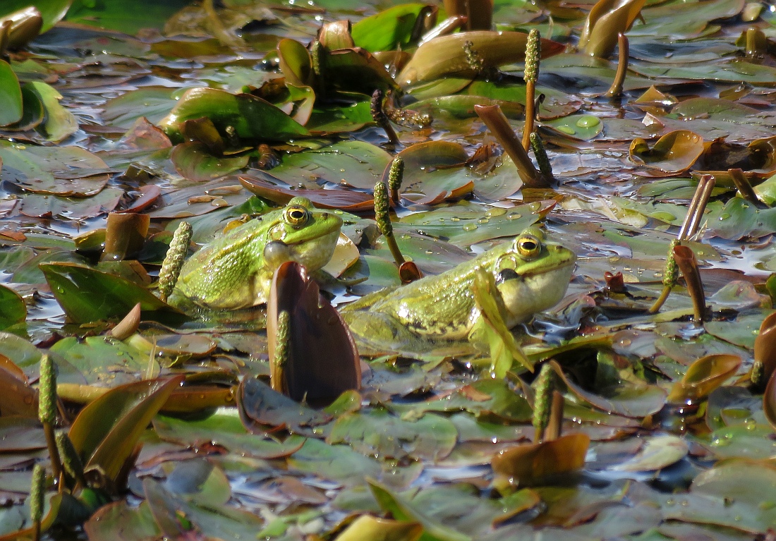 Klikni za ogled večje slike