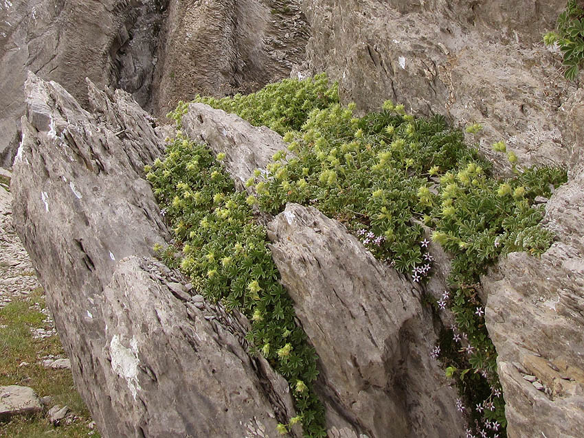 Klikni za ogled večje slike