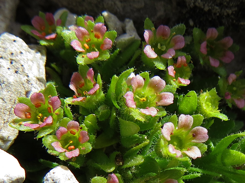 Klikni za ogled večje slike