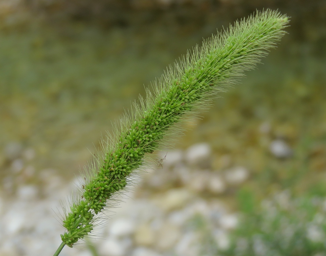 Klikni za ogled večje slike