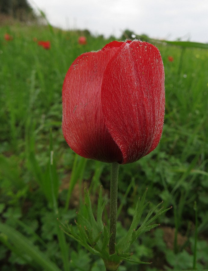 Klikni za ogled večje slike