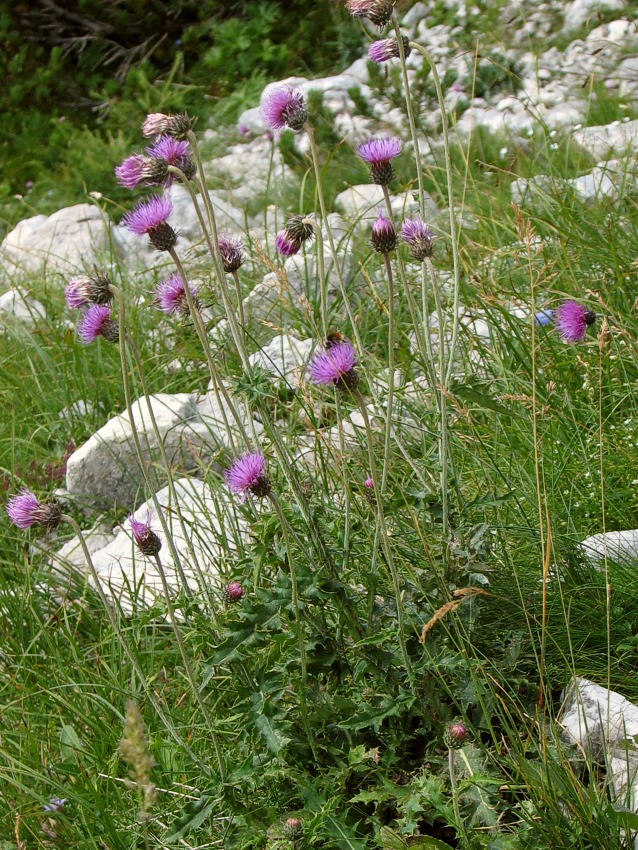 Klikni za ogled večje slike