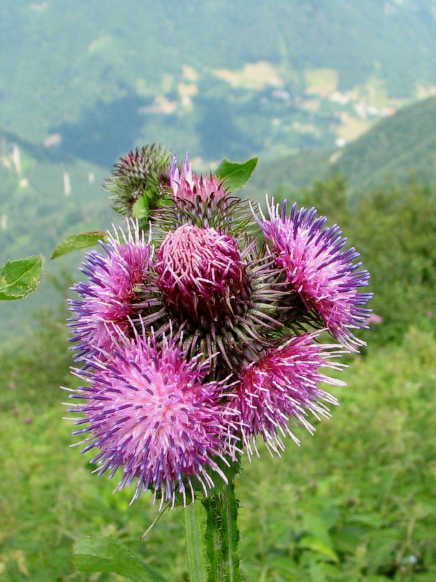 Klikni za ogled večje slike