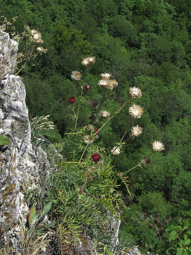 Klikni za ogled večje slike